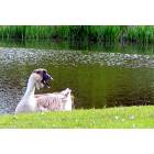 Hillsboro: Angry goose near Dawson Creek Pond