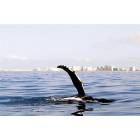 Destin: : A hunchback whale over Labor Day entered Destin Shores, no danger!