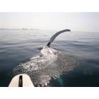 Destin: : A hunchback whale swims near Destin, no danger at all!