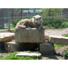 Great Bend: Great Bend Zoo
