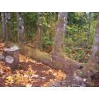Bainbridge Island: : trees growing out of fallen tree