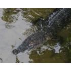Gainesville: : Alligator - Lake Alice