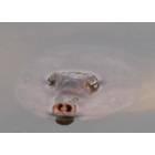 Gainesville: Florida Softshell Turtle