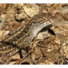 Gainesville: Lizard at Kanapaha Gardens