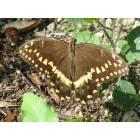 Gainesville: : Palamedes Swallowtail Butterfly