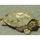 Surgoinsville: Large Turtle on AFG Road Surgoinsville