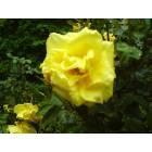 Surgoinsville: Yellow Rose in Summer in Surgoinsville