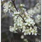 Thedford: : Plum Blossoms - May 2008
