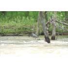 Logan: Blue Heron on the Hocking