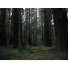 Ferndale: Humboldt Redwoods State Park