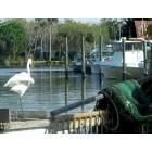 Homosassa: : Dock Walk - Ibis - Crab Boats - Homosassa River