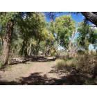 Albuquerque: the bosque- cottonwood forest in the middle of the city