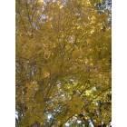 Gilt Edge: Fall Foliage