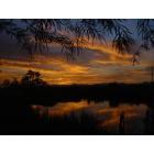 Palo Verde: Sunrise