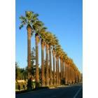 Simi Valley: : Alamo Street Palm Trees