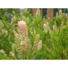 Wilmington: : Clethra alnifolia- Summersweet Clethra and honey bee (Along the river in Downtown)