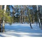 Flagstaff: : January 1st . Walking through 2ft+ deep snow in Flagstaff, Arizona in another part of the woods.