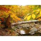 Wilmington: : Bringhurst Woods (Late Fall)