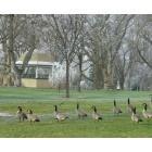 Walla Walla: : Bandstand, Pioneer Park, with geese