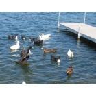 Lime Lake-Machias: Ducks On Lime Lake
