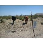 Picture Rocks: : Cattle lulling near a water trough on state land.