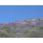 Wildomar: poppies