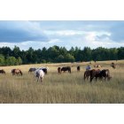 Springbrook: Horses Grazing in Pasture, Appa-Lolly Ranch, Springbrook, WI