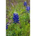 Burton: Bluebonnets