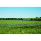 Burton: Bluebonnets