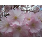Newark: : closeup of cherry blossom