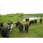 Danville: : Danville Boyle County Cattle