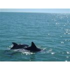 Marco Island: Watch Dolphins from Naples or Marco Island Beaches