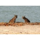 Marco Island: Wow bobcats on Marco, photo by Tish Champagne