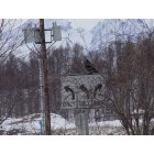 Wasilla: : raven appearing to direct traffic