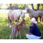 Lake Providence: doctor bailey and his foal crop
