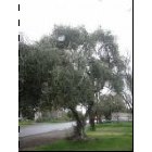 Rio Linda: Olive Trees on Dry Creek Road...