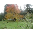 Colton: My front yard