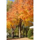 Minneapolis: : Southwest Minneapolis Fall Colors