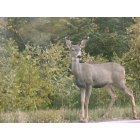 Cedar Crest: Deer in the wilderness.