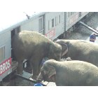 Kansas City: : Ringling Bros. Elephants Behind Union Station