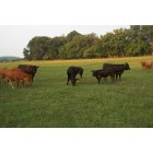 Franklin: Southern Kentucky Gelbvieh Cattle in Franklin Kentucky