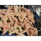 Bradenton: Downtown Bradenton Farmers� Market starish