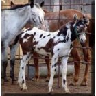 Spur: Appaloosa Mules north of Dickens