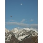 Cottonwood Heights: Bird flying over the Wasatch front... Picture taken in Cottonwood Heights