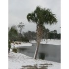 Sunset Beach: Snow On Palm