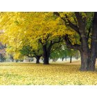 Bakersfield: : Fall Color at the Park