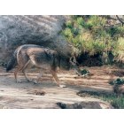 Bakersfield: : Coyote at C.A.L.M.