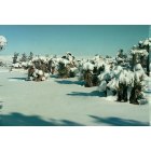 Yucca Valley: Snow on the yucca plants
