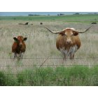 Waurika: Texas Longhorn raised in Waurika, OK. Taken off Hwy 70