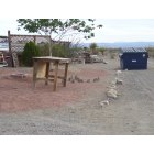 Dolan Springs: wildlife